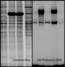 荧光与化学发光成像仪