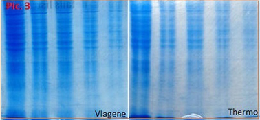 PAGE_Stain_compare